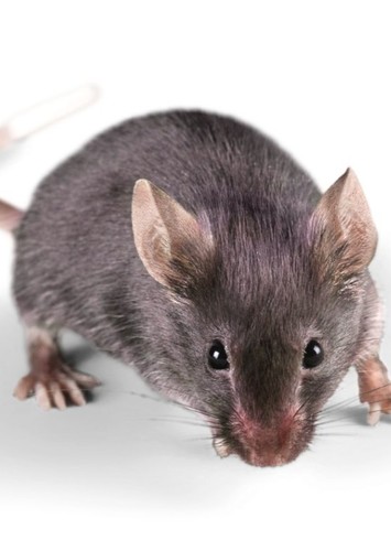 House mouse