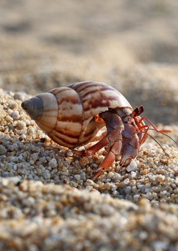 How You Doin’ Crab