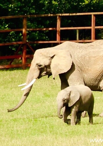 Howletts Wild Animal Park