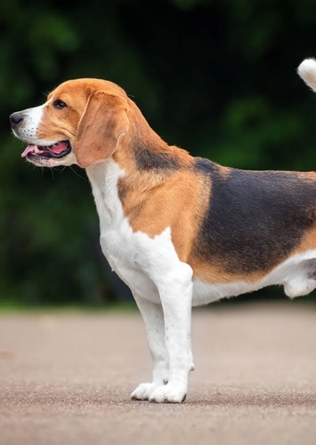Huckleberry Hound
