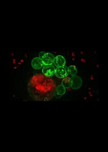Hulk Blood Cells