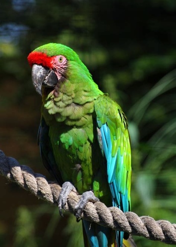 Macaw