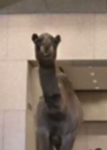 Hump Day Camel