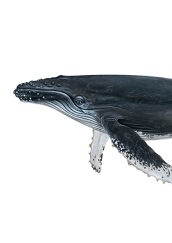 Humpback whale