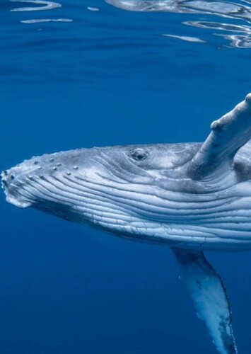 Humpback Whale