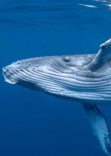 Humpback Whale