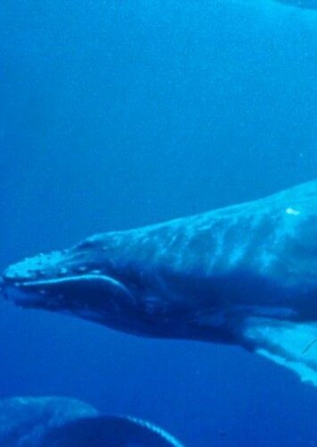 Humpback Whale