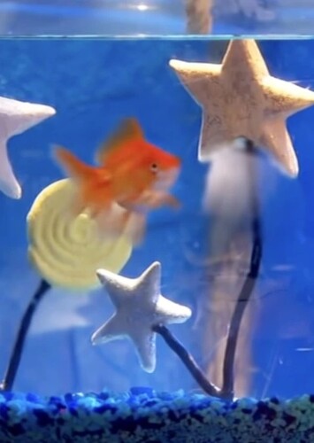 Hush the Goldfish
