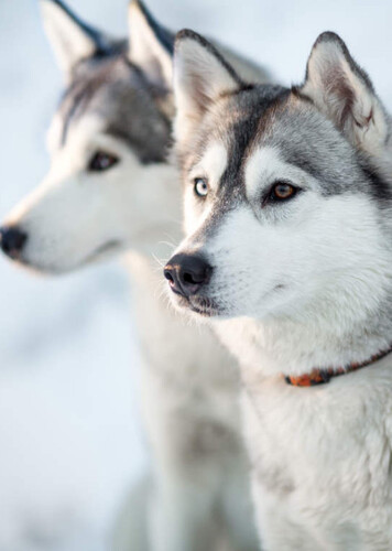 Husky