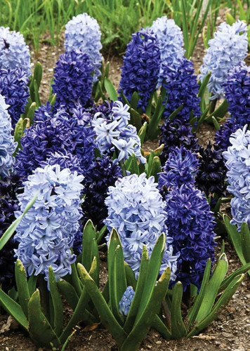 Hyacinth (Blue)
