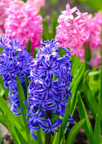 Hyacinth (Generic)