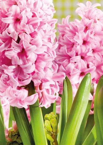 Hyacinth (Pink)