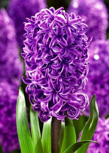 Hyacinth (Purple)