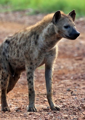 Hyena