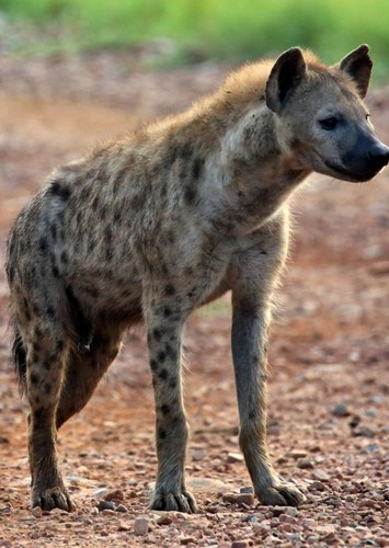 Hyena