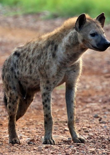 Hyena