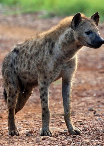 Hyena