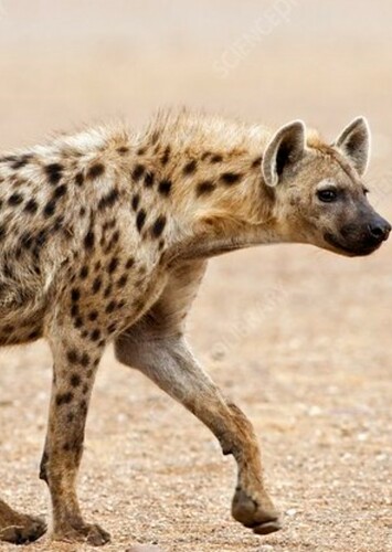 Hyena