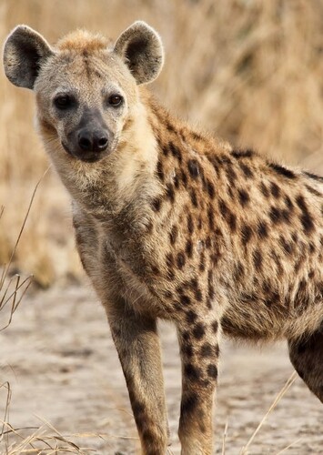 Hyena