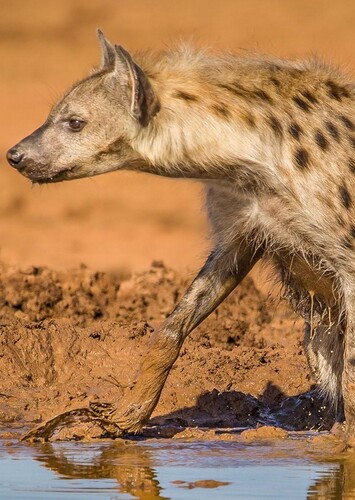 Hyena
