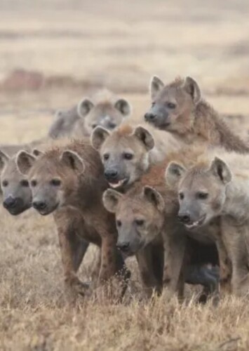 Hyena clan