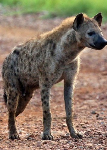 Hyenas