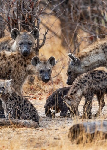 Hyenas (Little Einsteins)