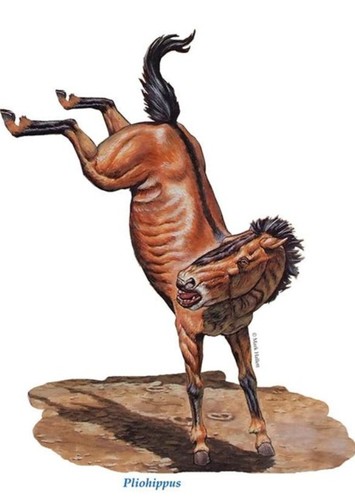 Hyracotherium