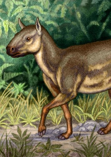 Hyracodon