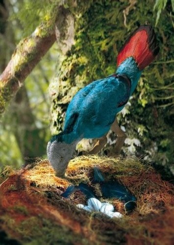 Iberomesornis