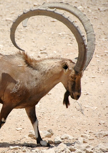 Ibex