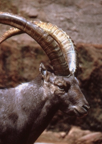 Ibex