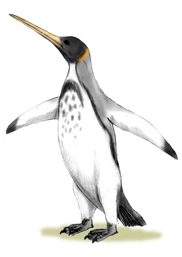 Icadyptes