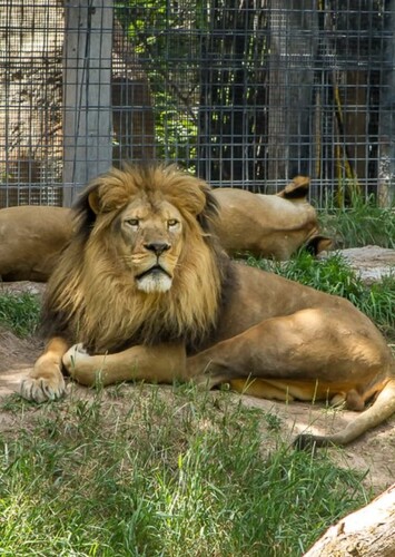 Idaho Falls Zoo at Tautphaus Park