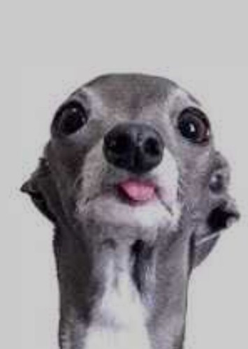 Iggy