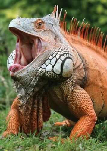Iguana