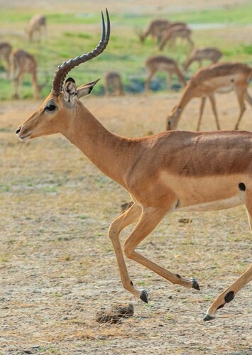 Impala