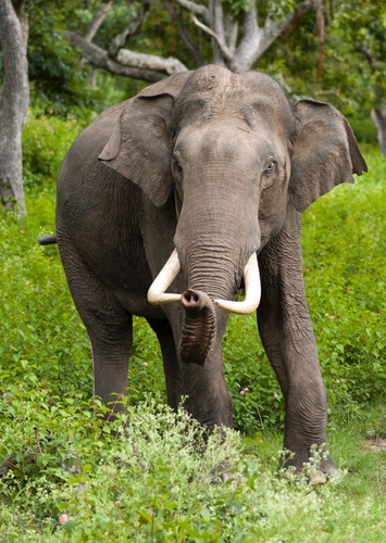 Indian Elephant