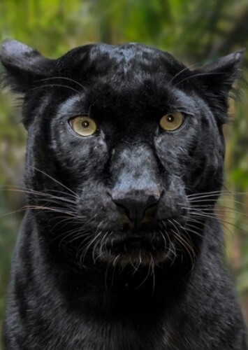 Indian Leopard