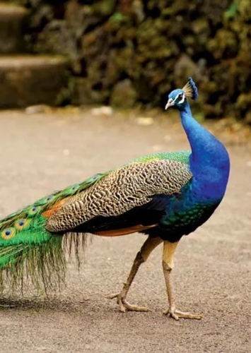 Indian Peacock