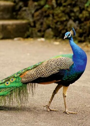 Indian Peacock