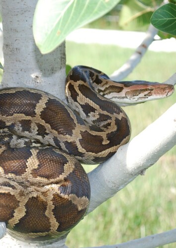 Indian Python