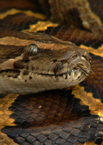 Indian Python