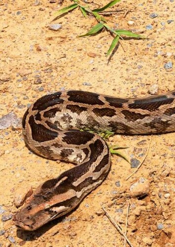 Indian Python