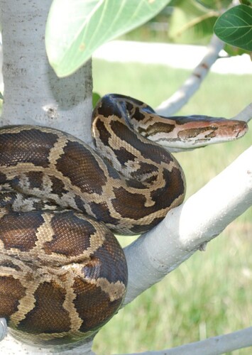 Indian Python