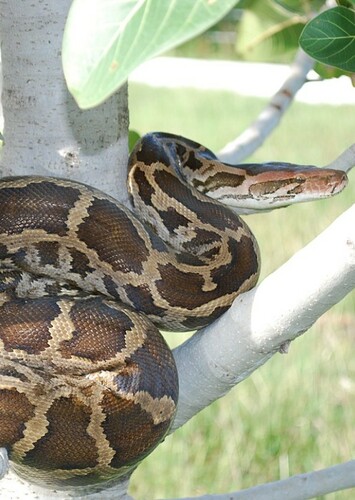Indian Python