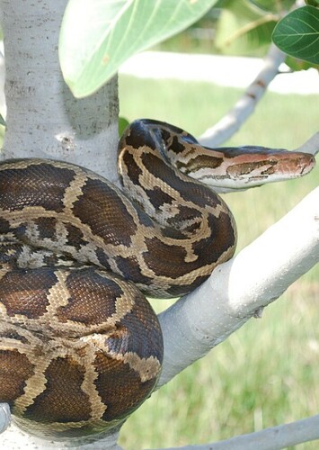Indian Python