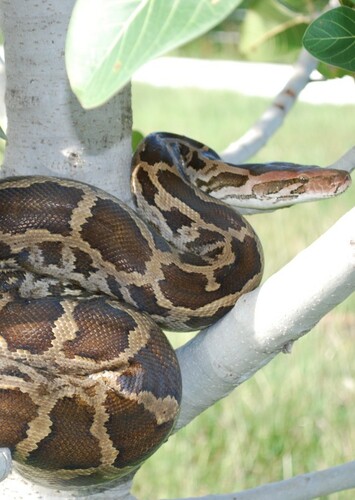 Indian Python