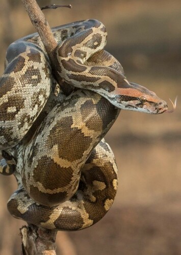 Indian Python Fan Casting for Wild Horizons: Exploring Earth's Untamed ...