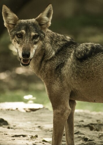 Indian wolf (Female 2)